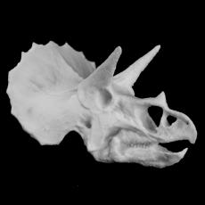 Triceratops Skull in Colorado, USA 3D model by Scan The World