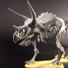 Triceratops prorsus Skeleton 3D model