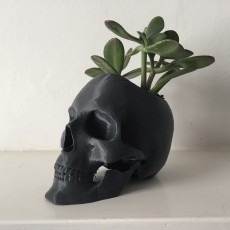 Skull Pot 3D model