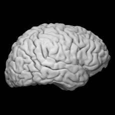 Brain 3D model