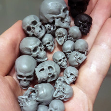 Free Detailed Skull 3D model