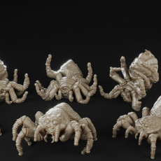 Spider Set !SUPPORTED! !FREE! 3D model