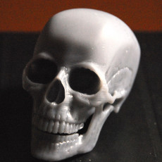 Human Skull 3D model