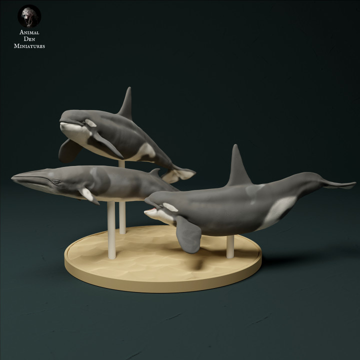 3D Printable North Atlantic Type 2 Killer Whales Hunting Minke