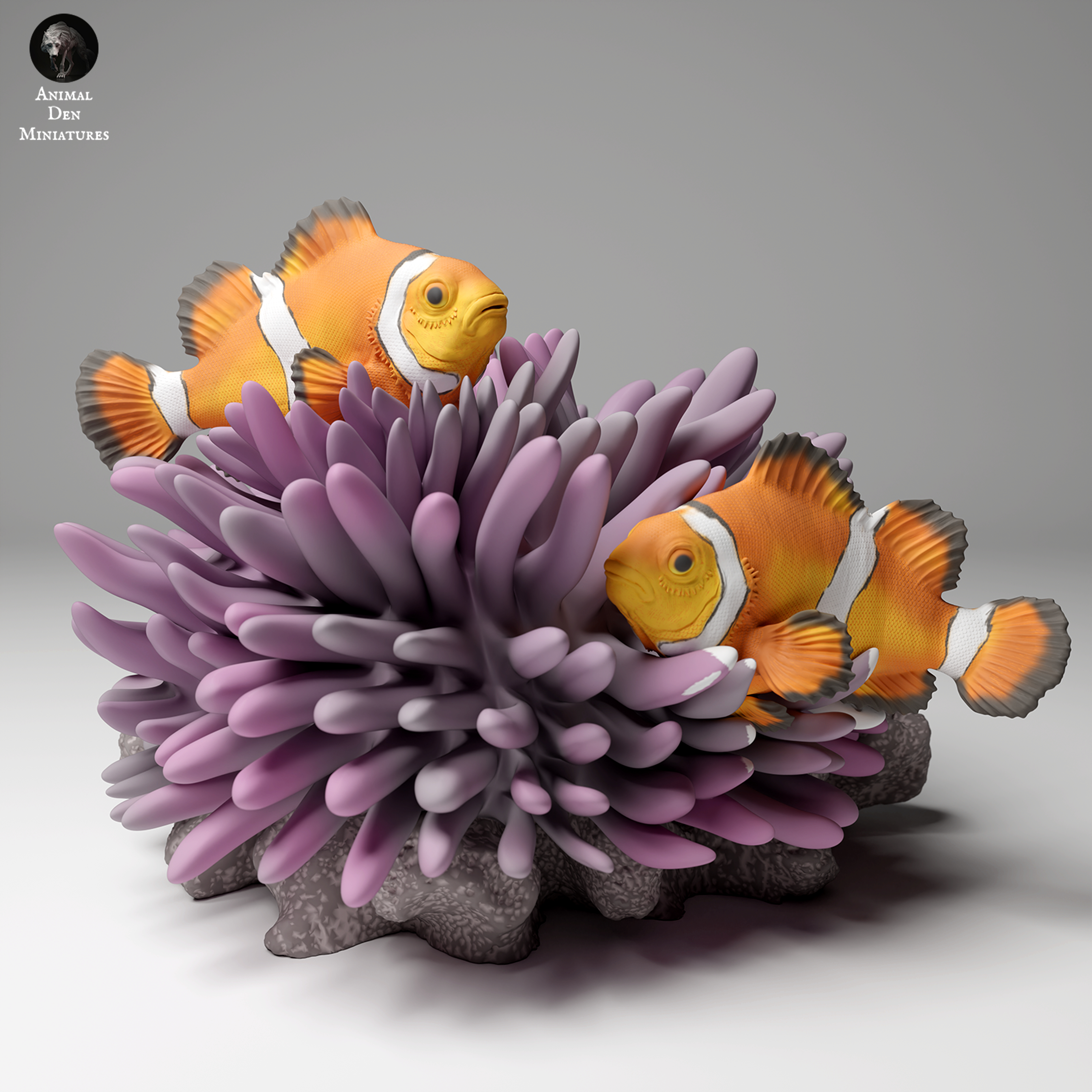 Common Clownfish