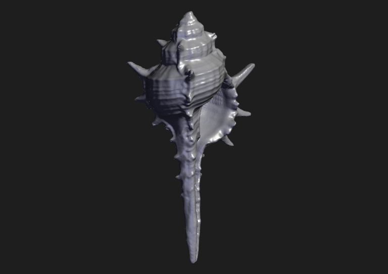 Seashell - 3D Scanned by Revopoint MINI 2