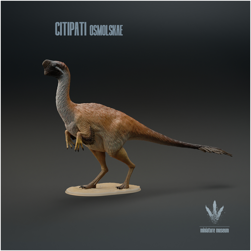 Citipati osmolskae : Mongolian Oviraptor
