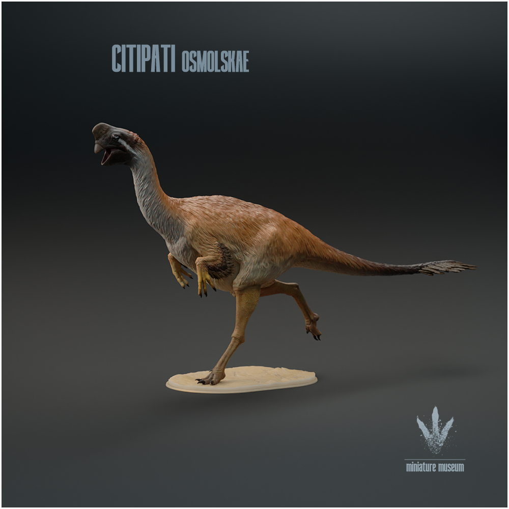 Citipati osmolskae : Running