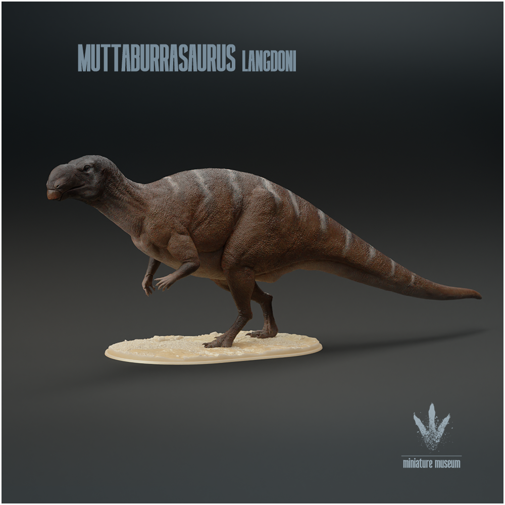 Muttaburrasaurus langdoni : Hadrosaur from Down Under
