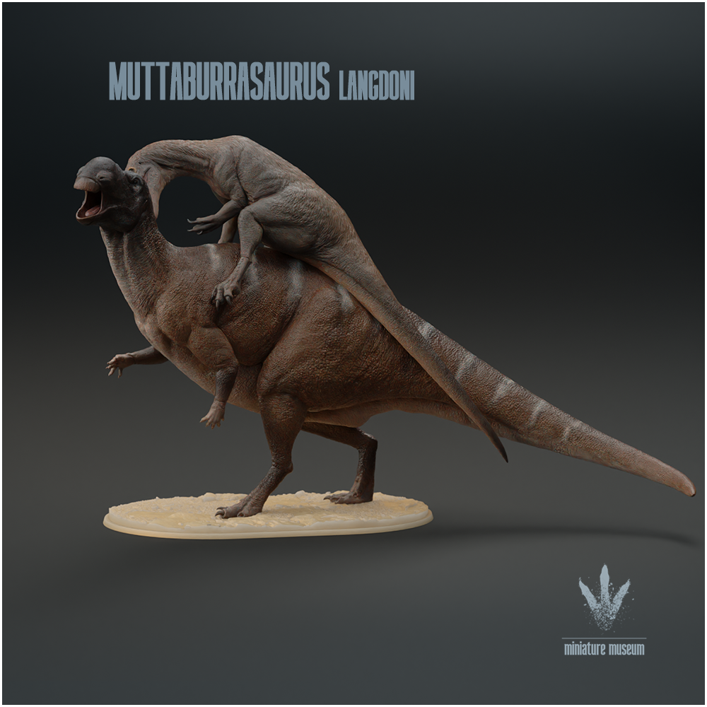 Muttaburrasaurus langdoni : Australovenator Attack