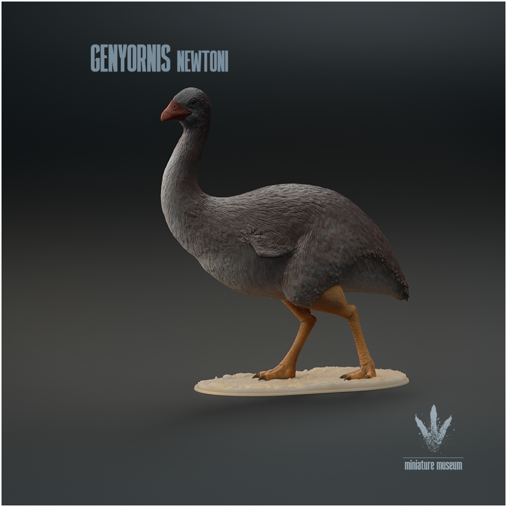 Genyornis newtoni : The Thunder Bird