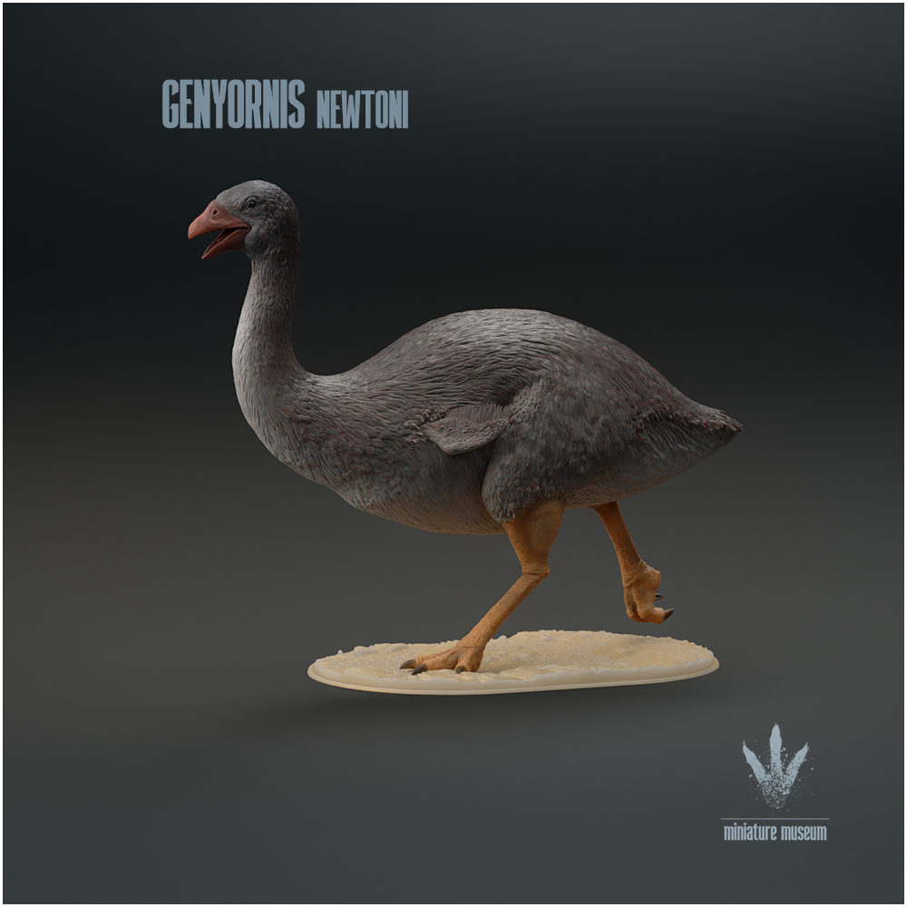 Genyornis newtoni : Walking