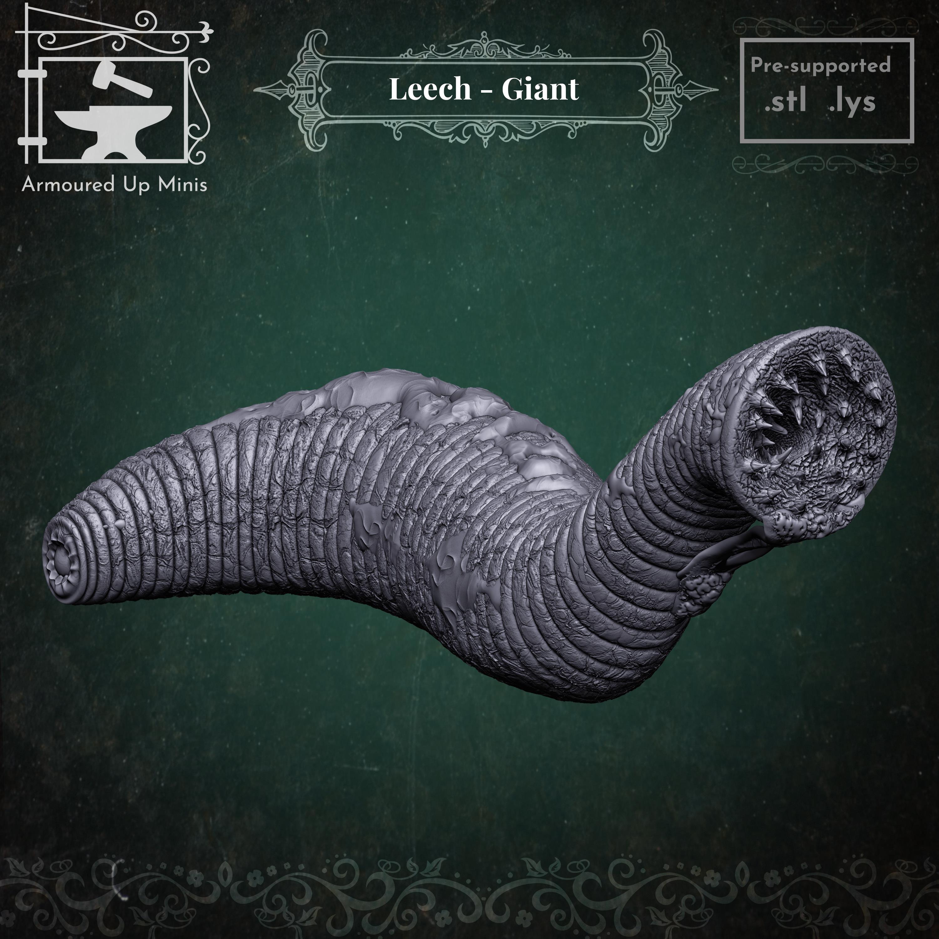 Leech