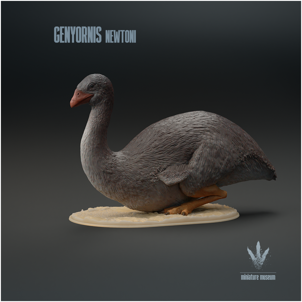 Genyornis newtoni : Sitting