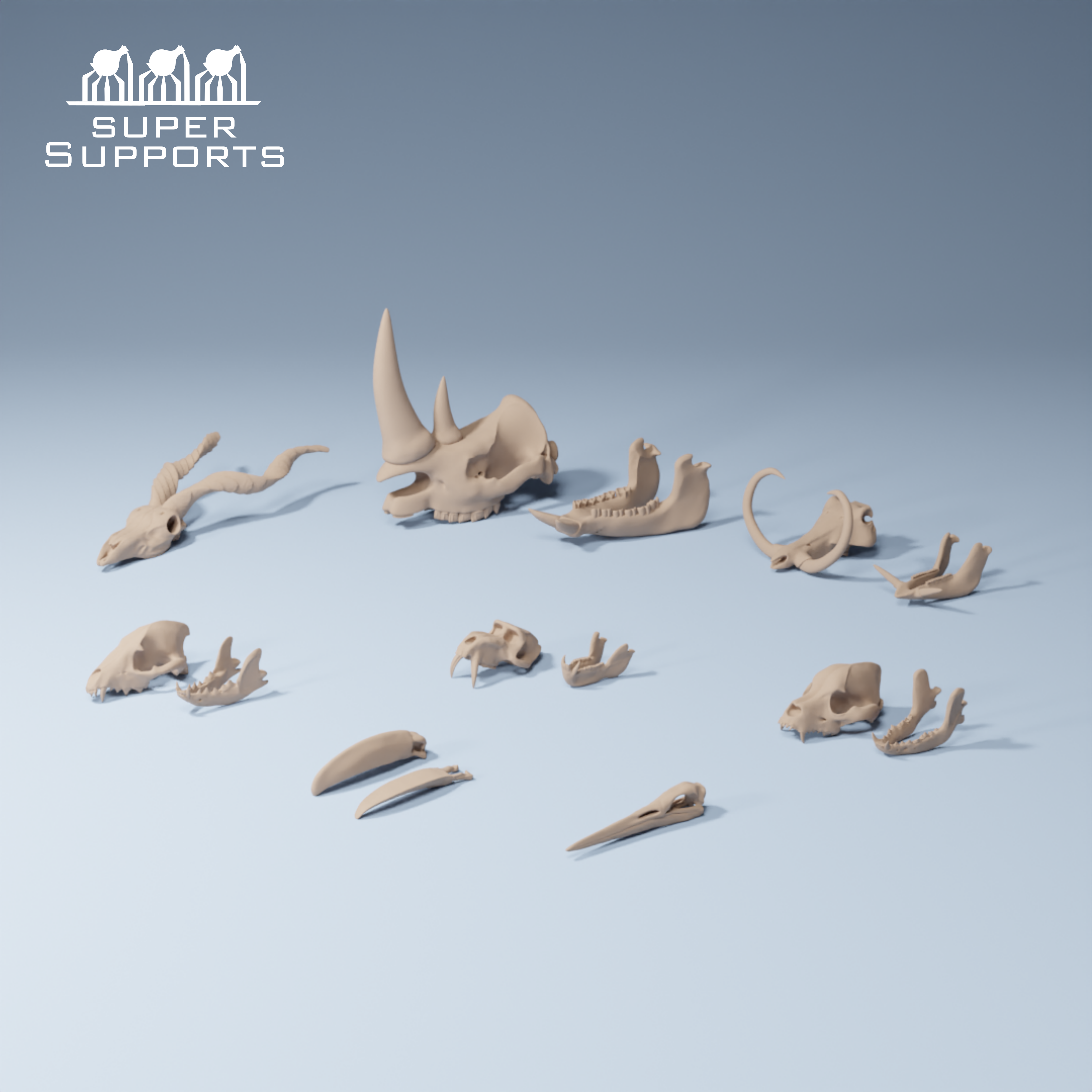 Animal skulls 7-8