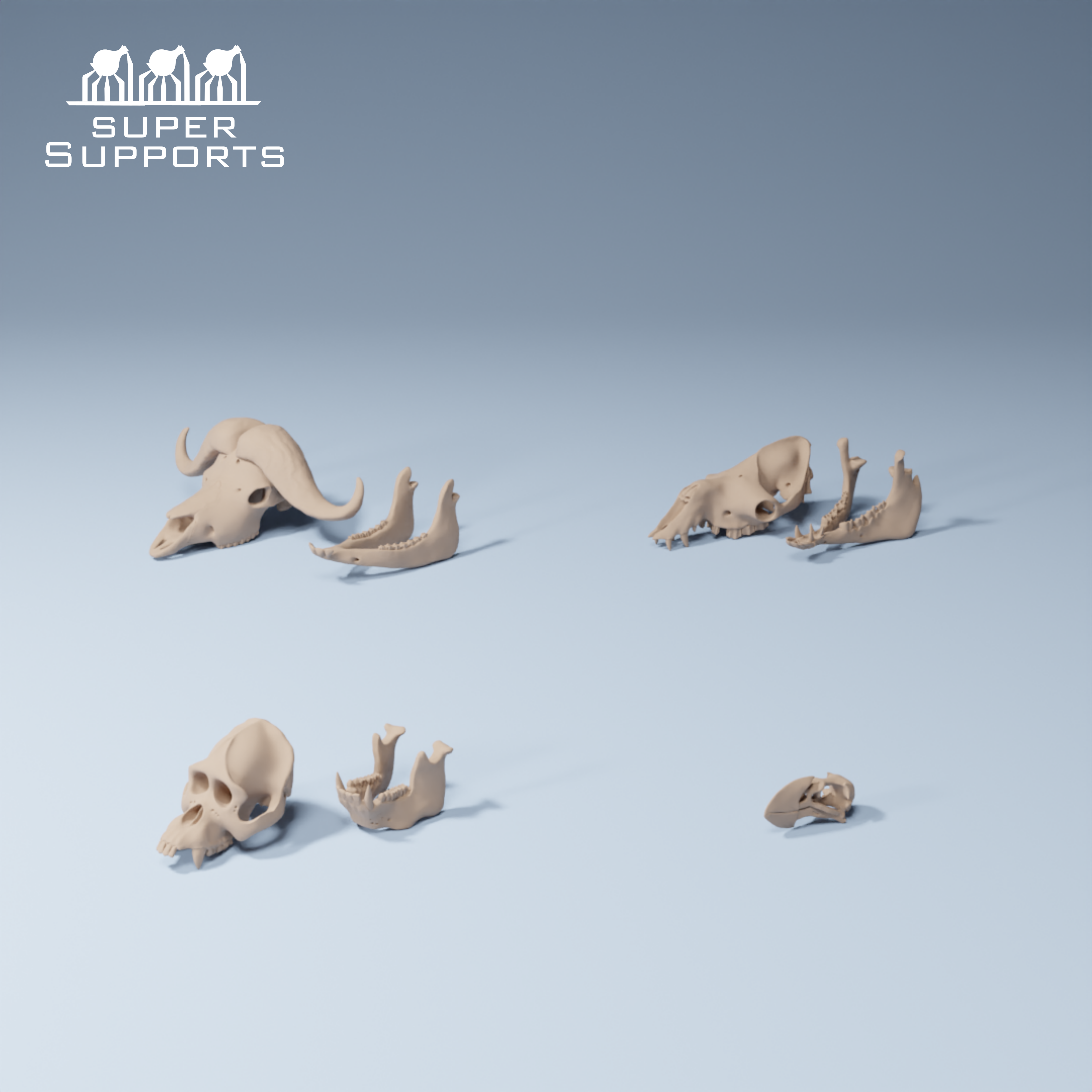 Animal skulls 9