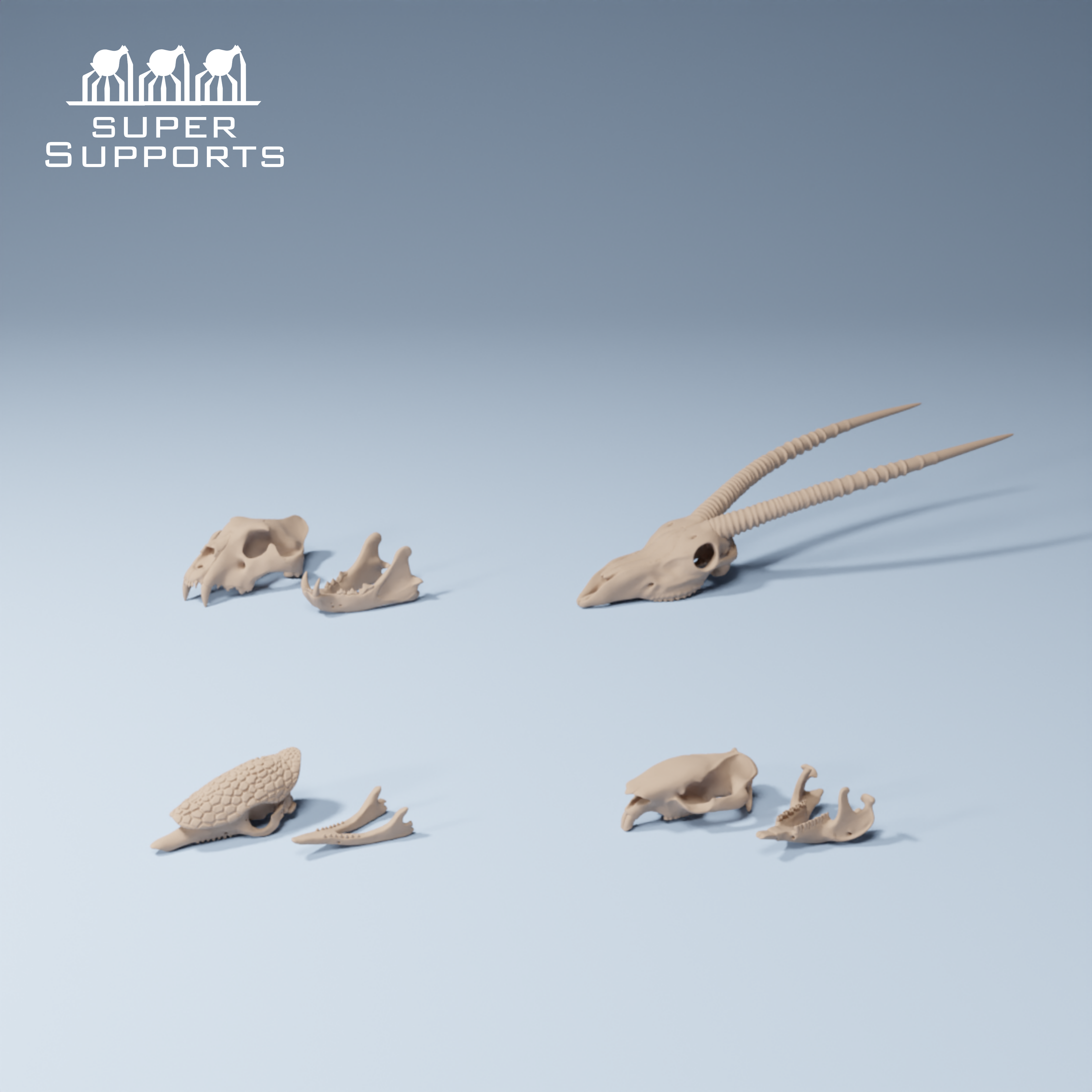 Animal skulls 10