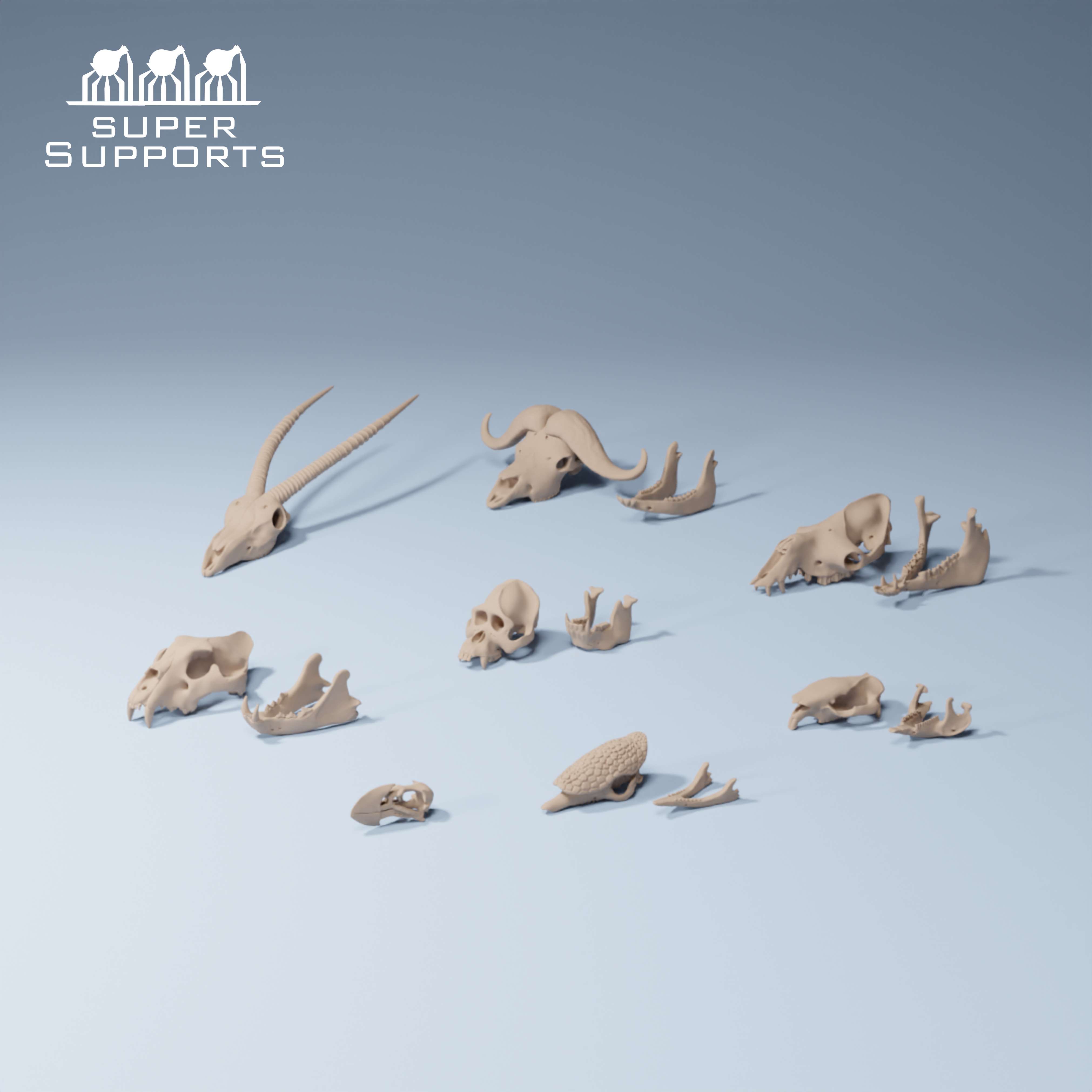 Animal skulls 9-10