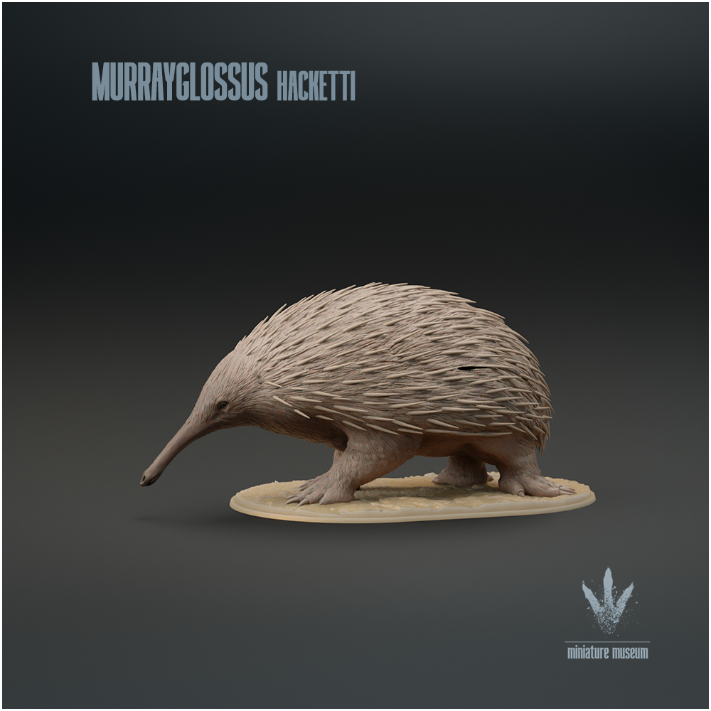 Murrayglossus hacketti : Giant Echidna