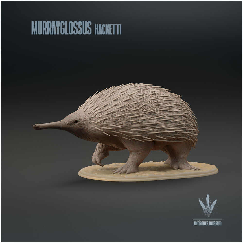 Murrayglossus hacketti : Walking