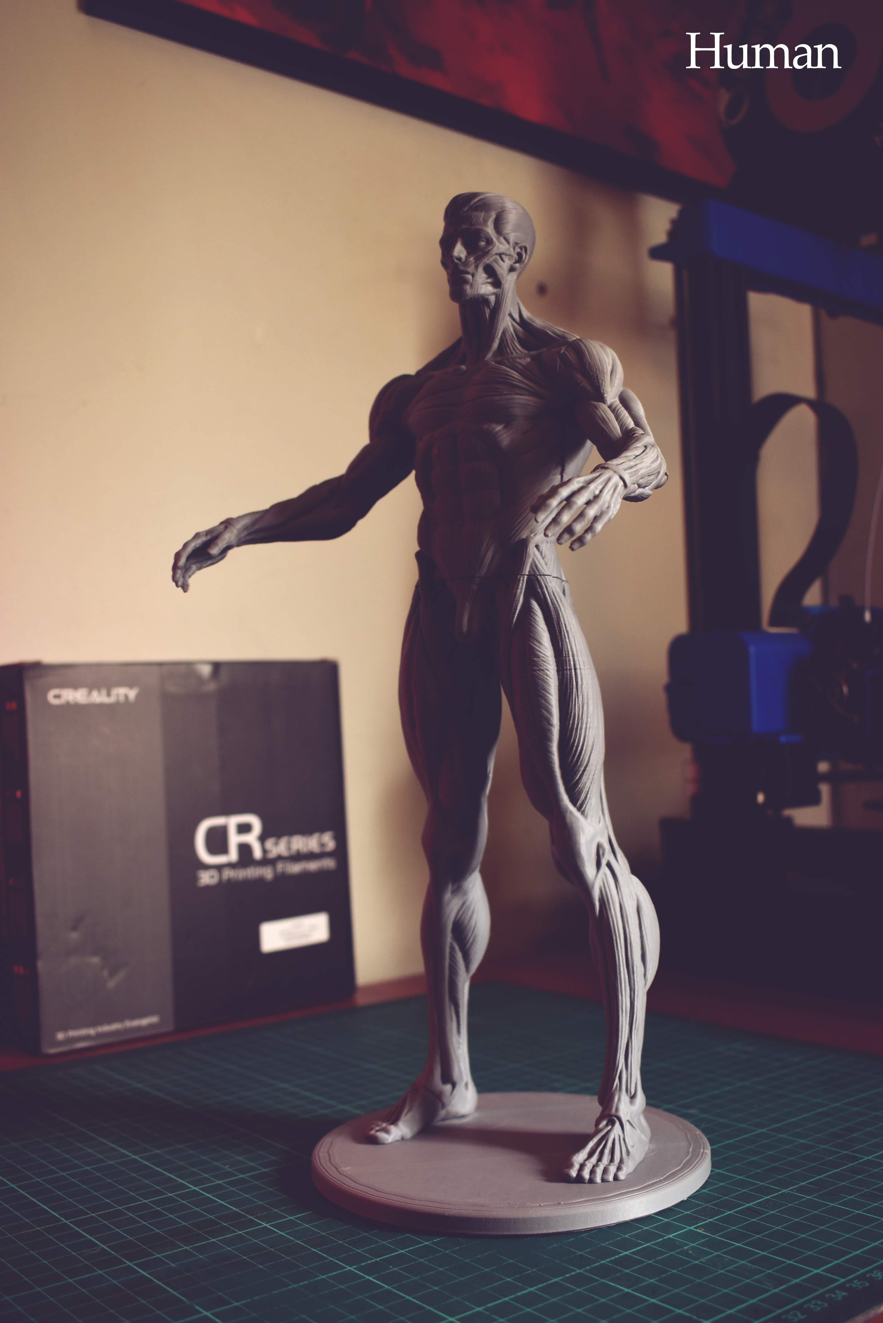 Anatomy Body - Male