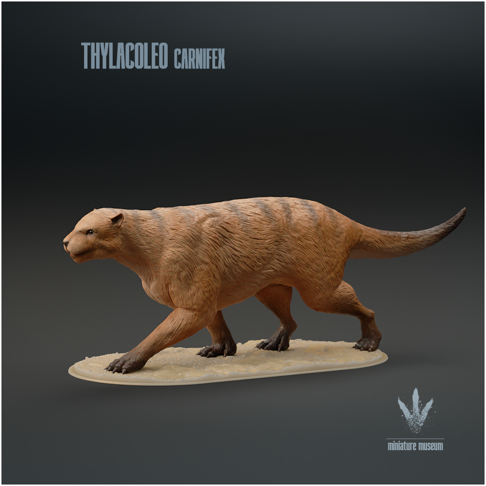 Thylacoleo carnifex : The Marsupial Lion