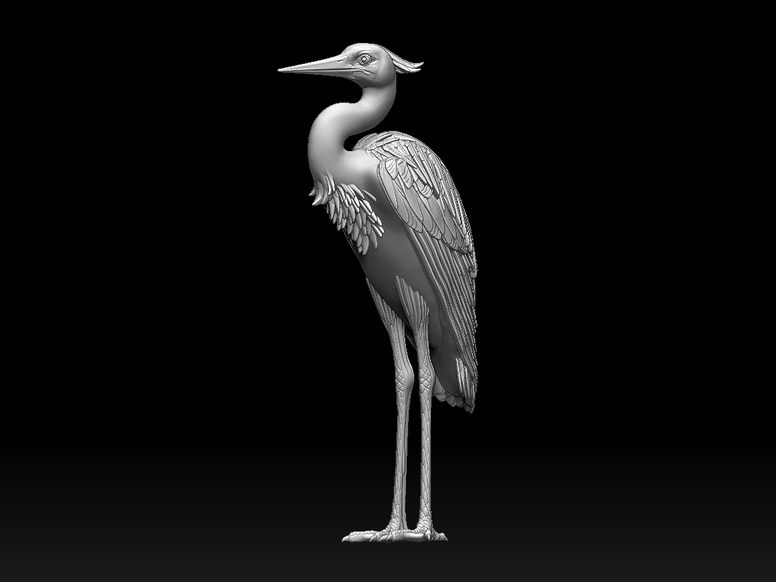 heron bird