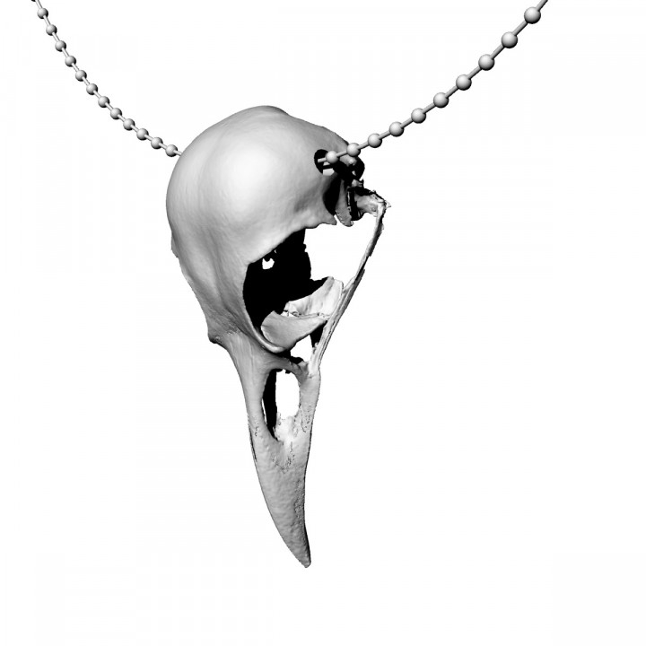 American Crow Skull Necklace – For Natural History & Gothic Fans