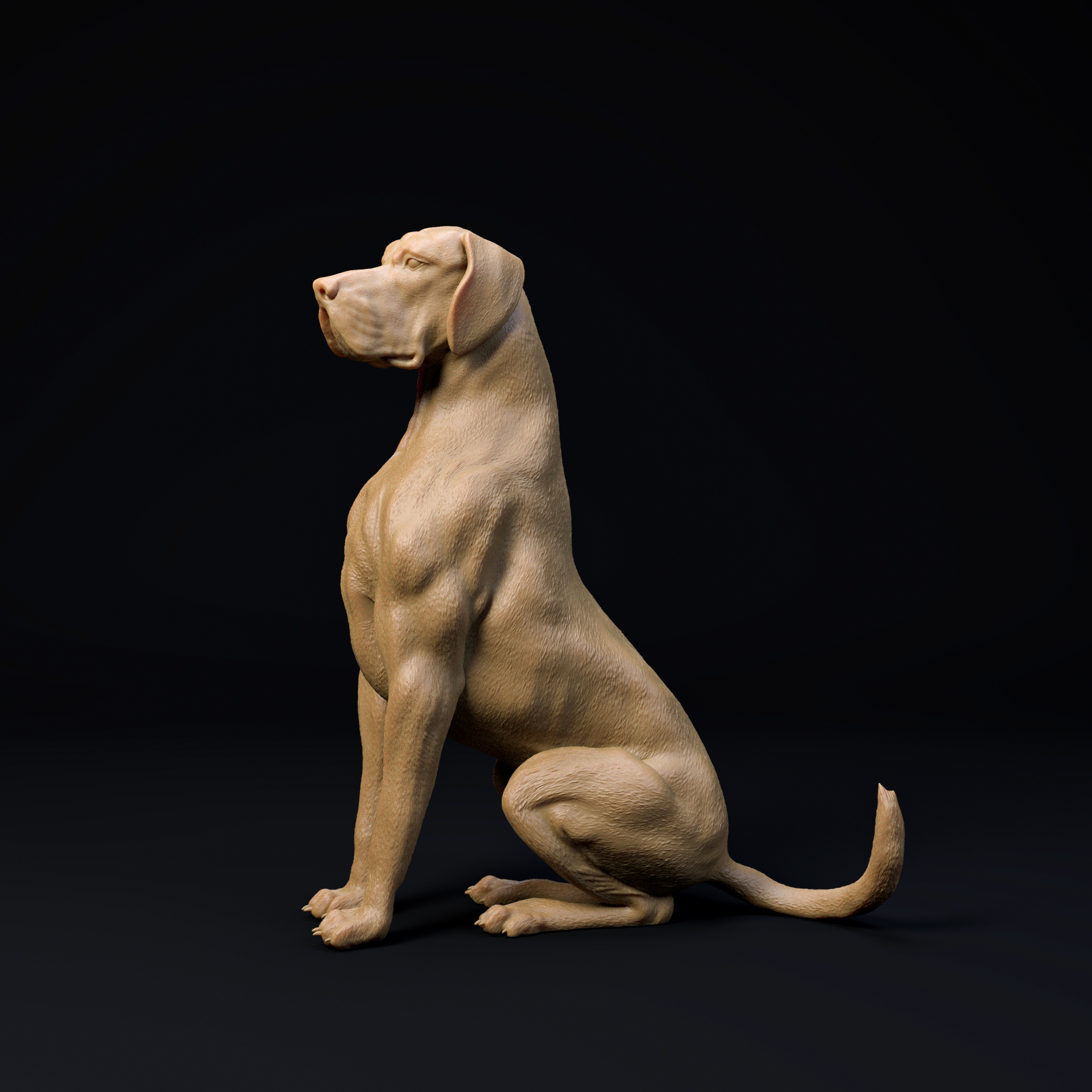 Great Dane sitting dog - pre supported dog