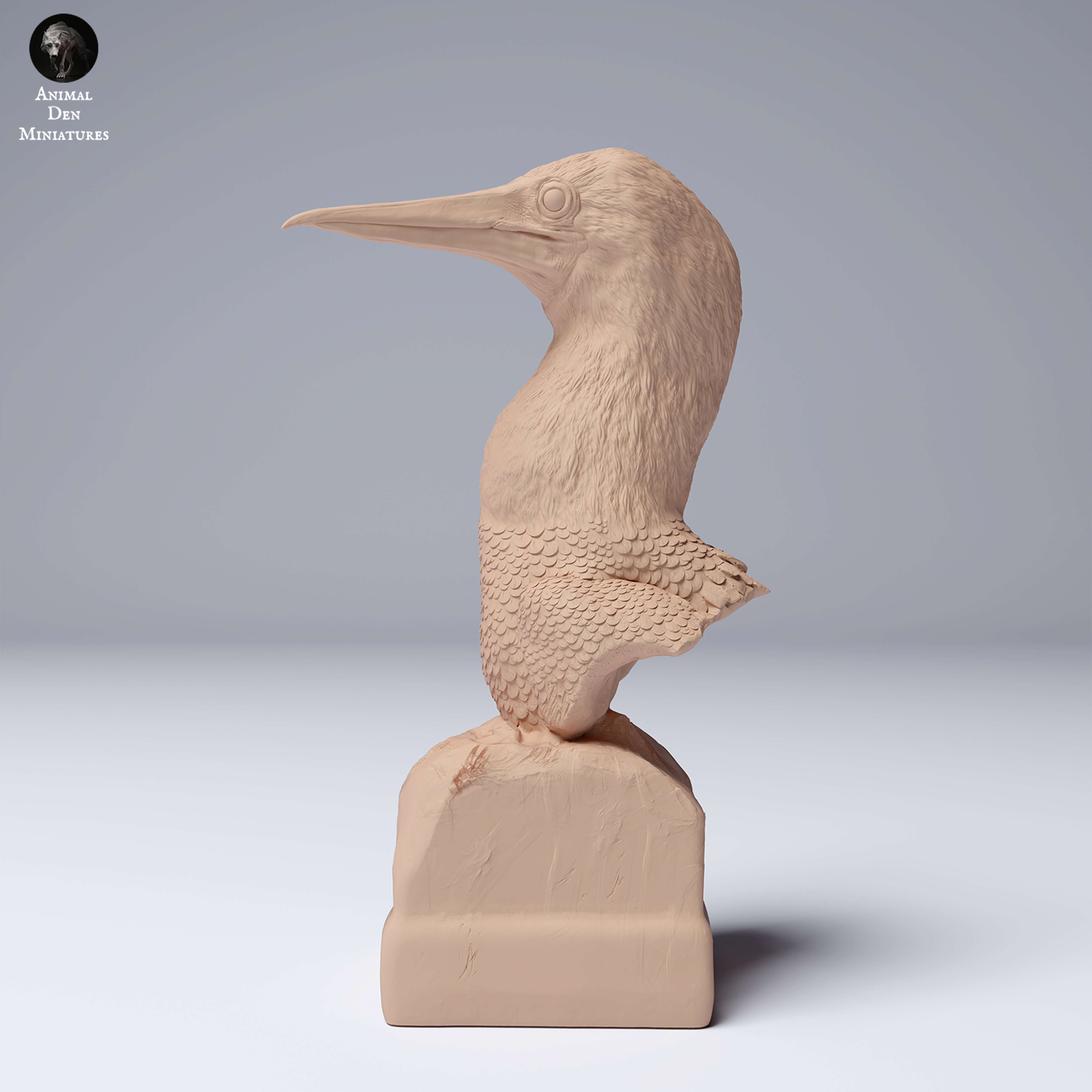 Blue Footed Booby Bust