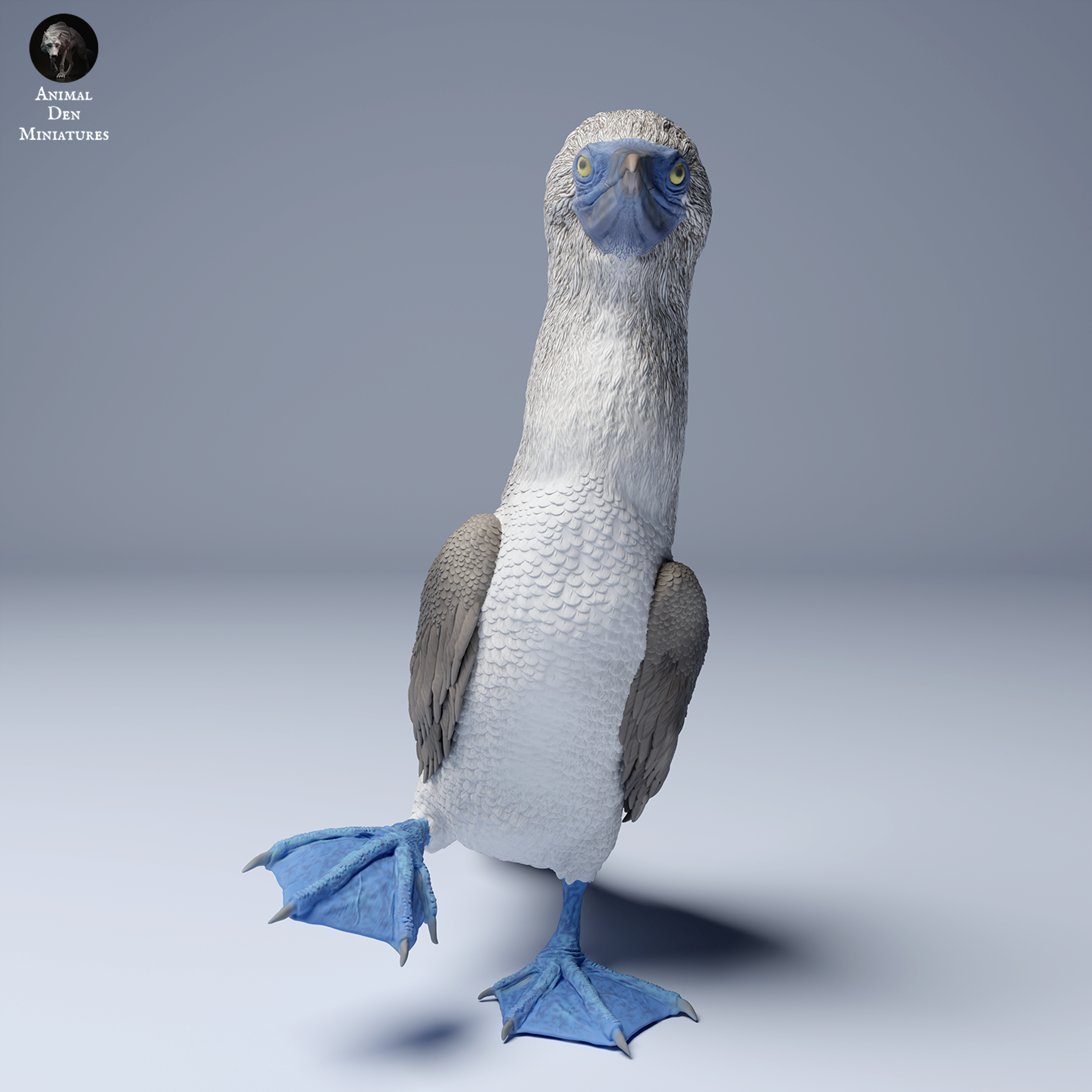 Blue Footed Booby 2