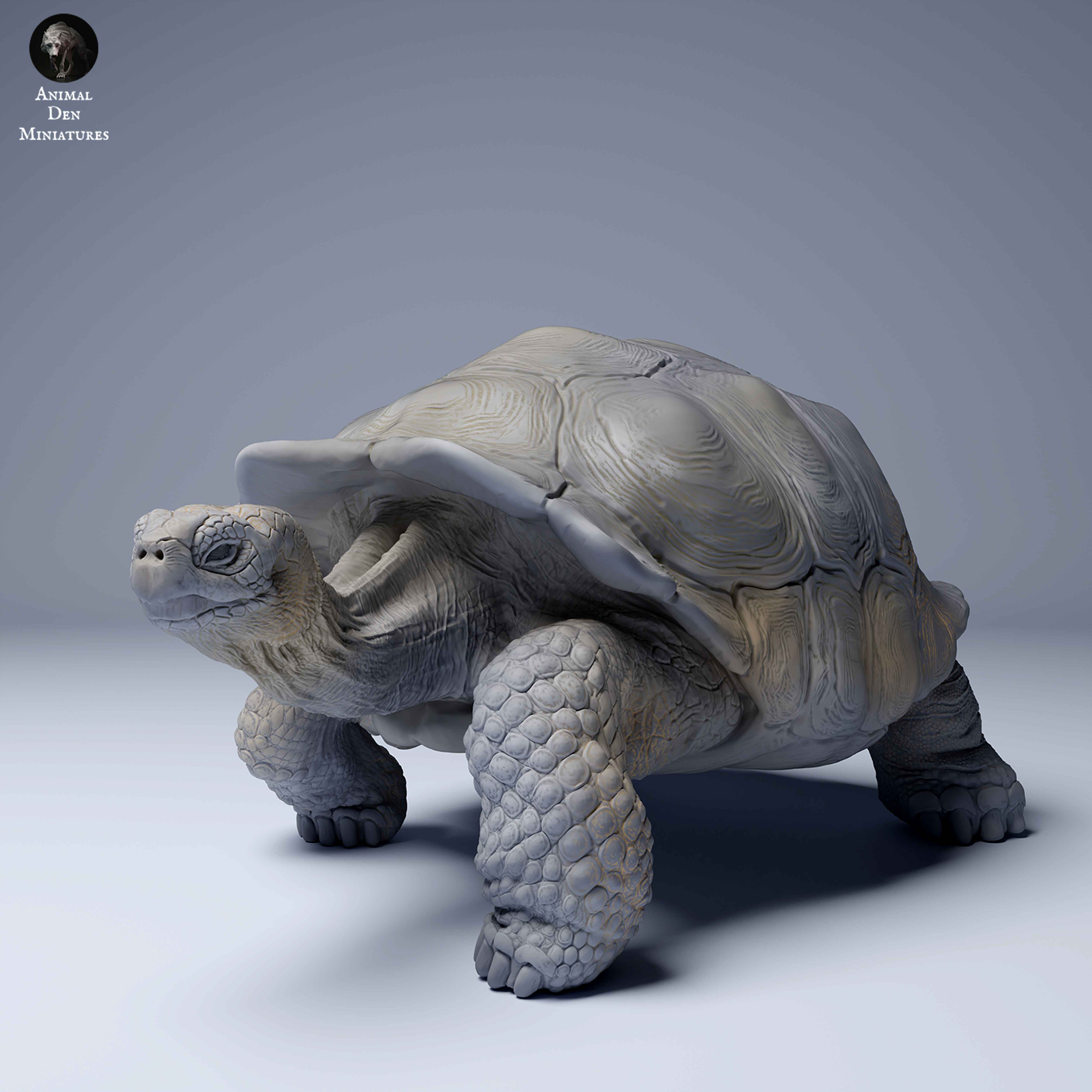 Galápagos giant tortoise