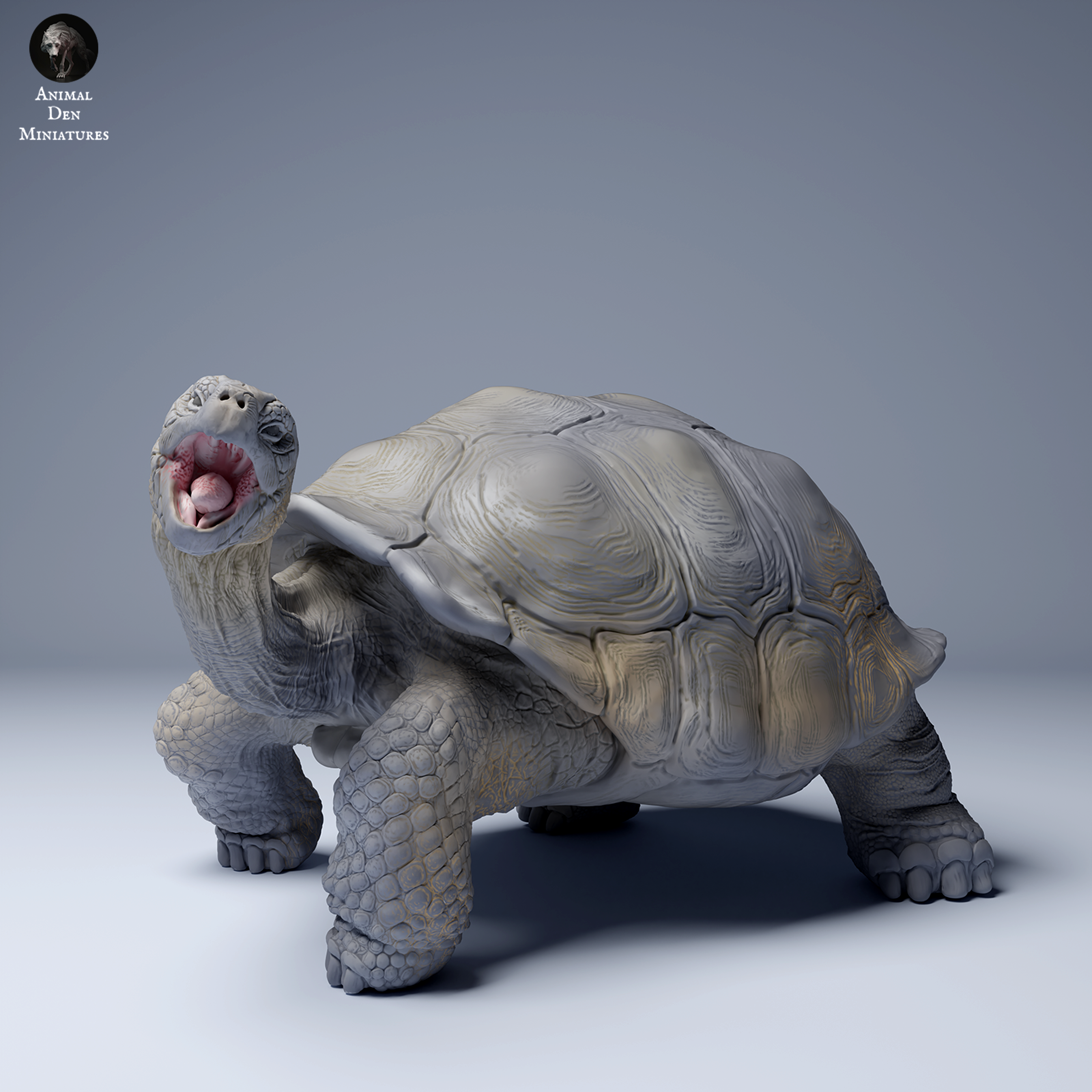 Galápagos giant tortoise Eating