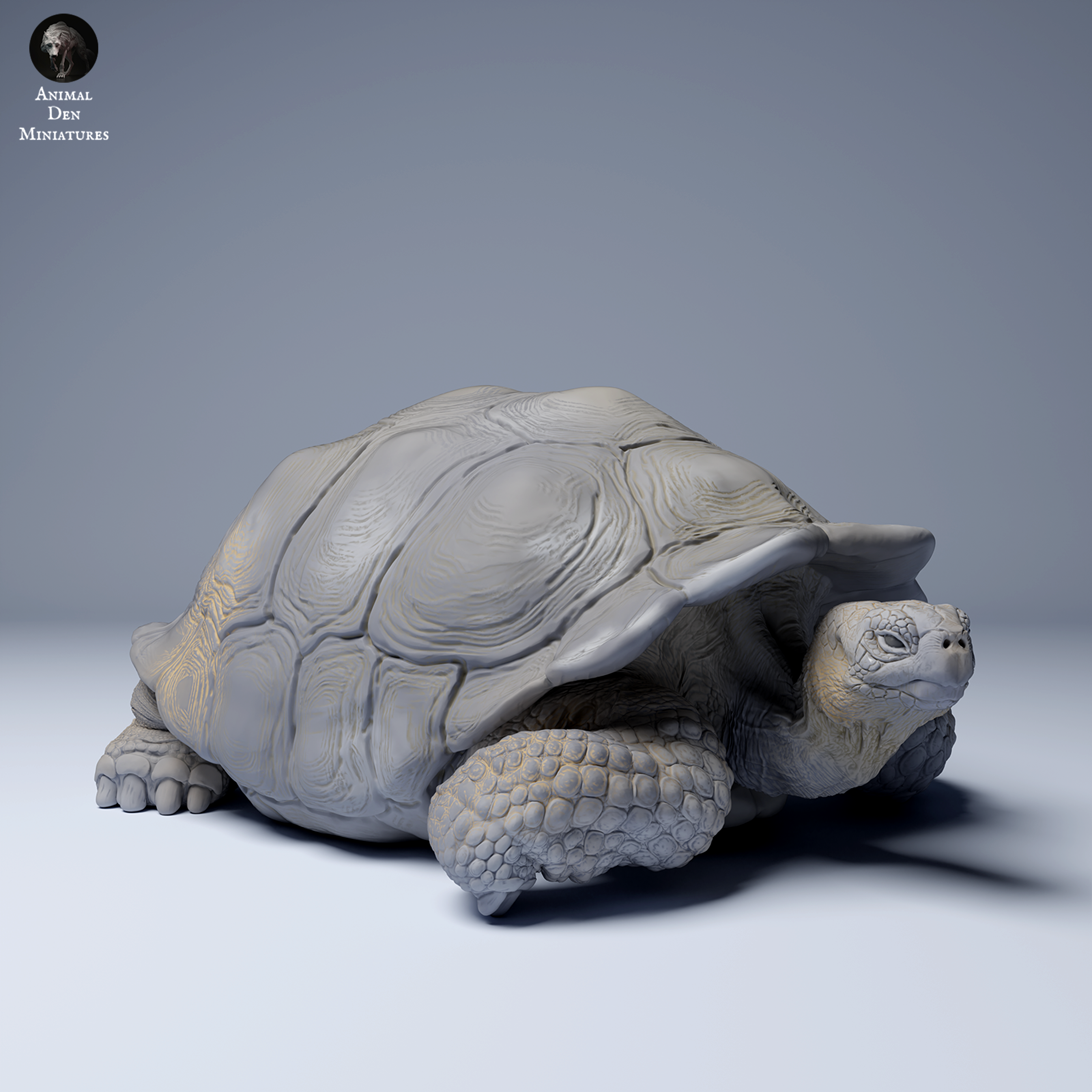 Galápagos giant tortoise Lying