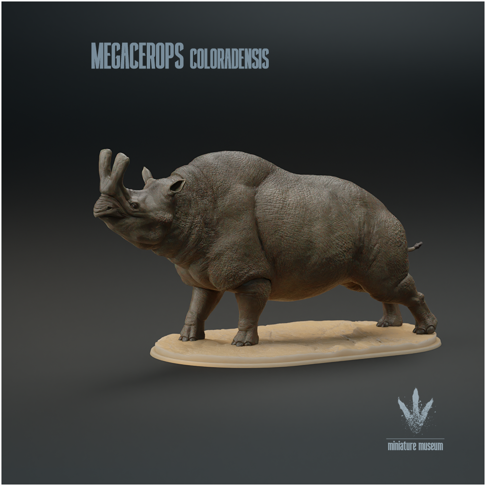 Megacerops coloradensis : The Large-horned Face