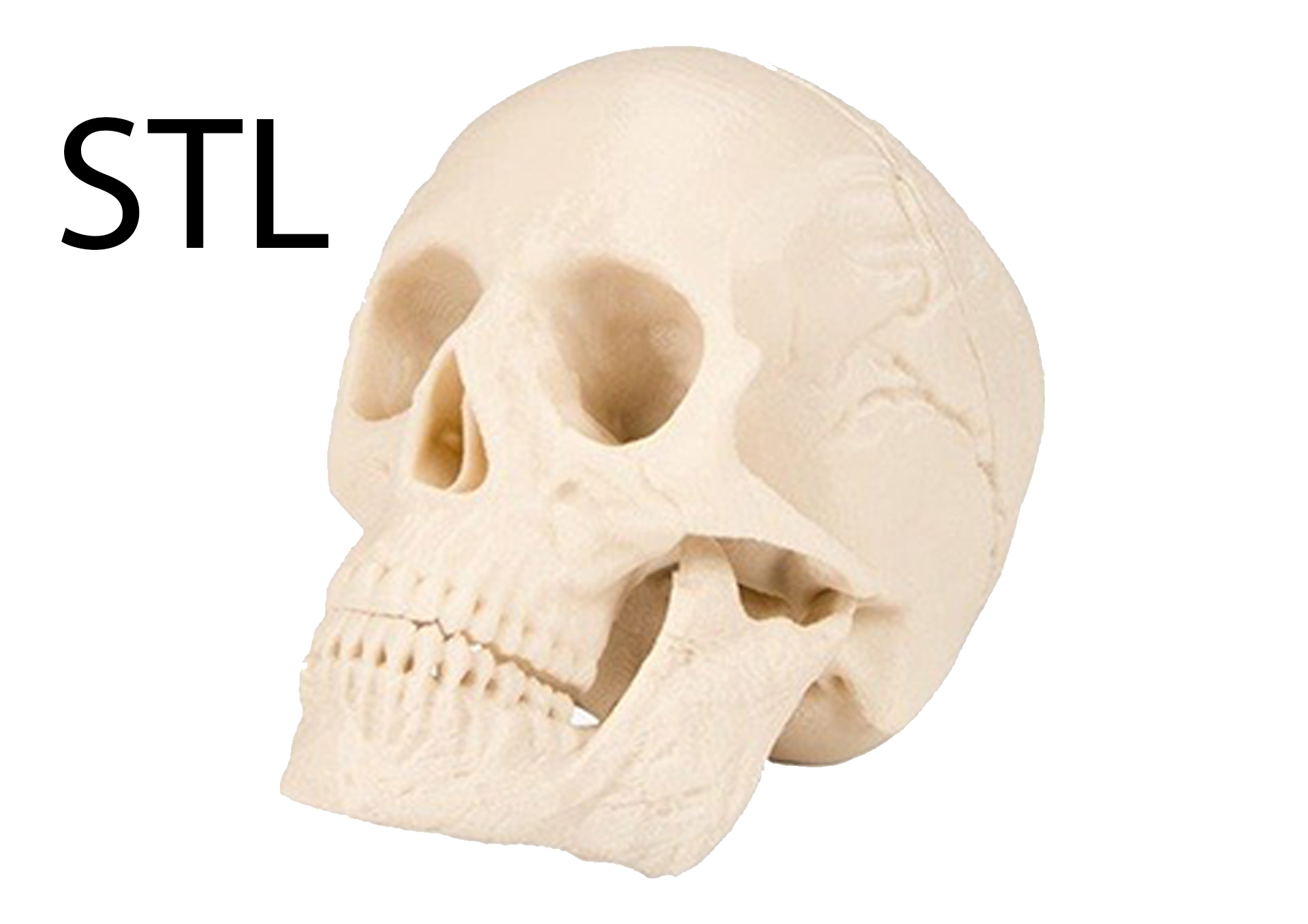 skull 3d print human 3D print model