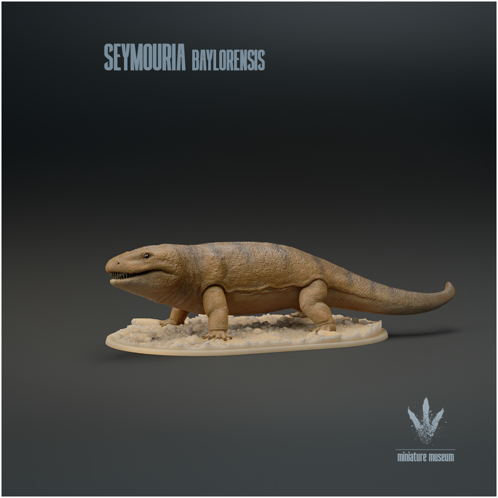 Seymouria baylorensis : The Primitive Reptile