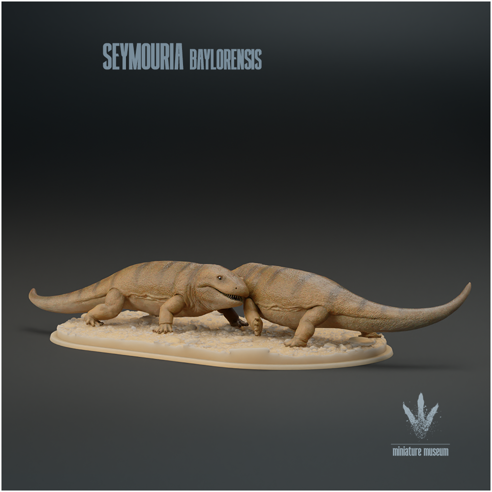 Seymouria baylorensis : Tambach Lovers