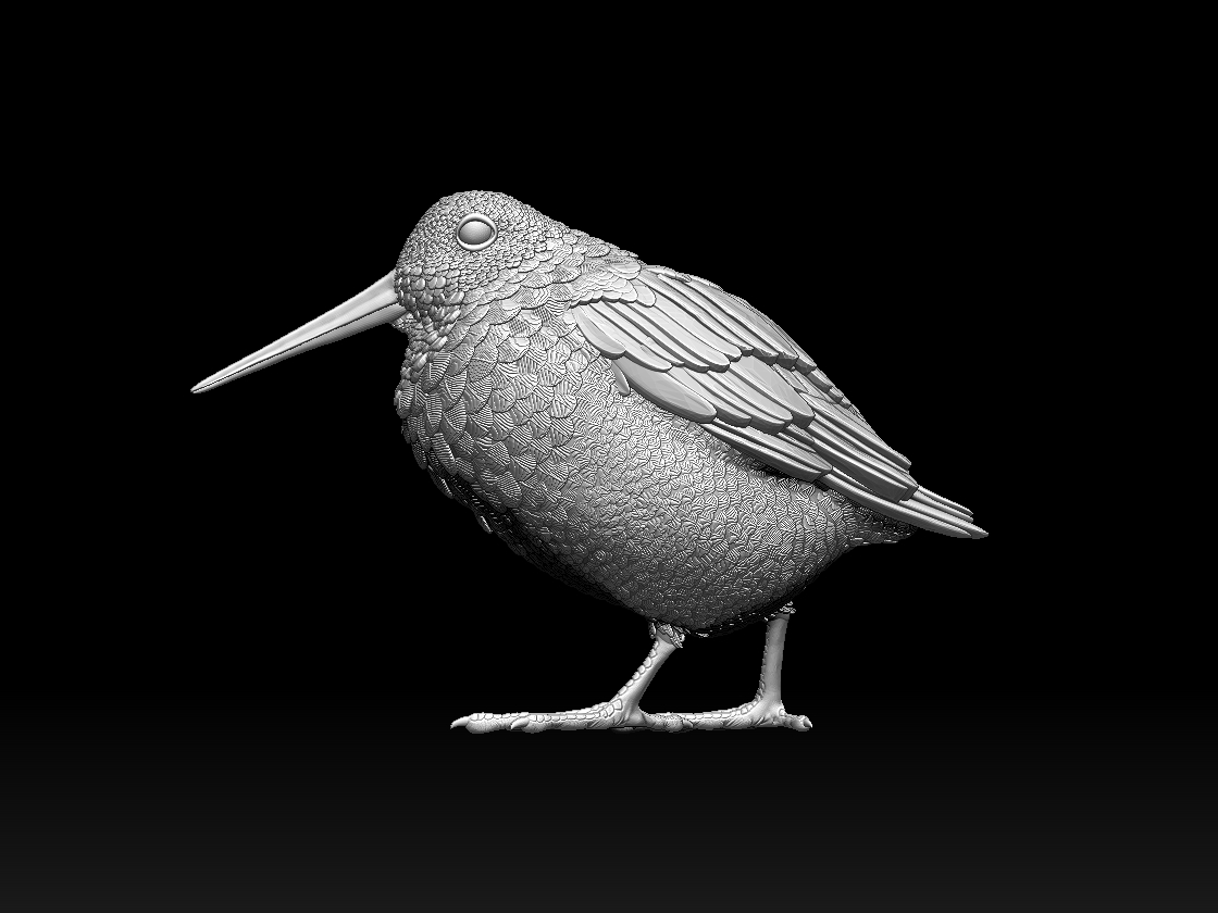 Woodcock