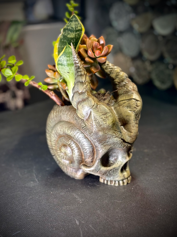 Skull of the demon snail planter
