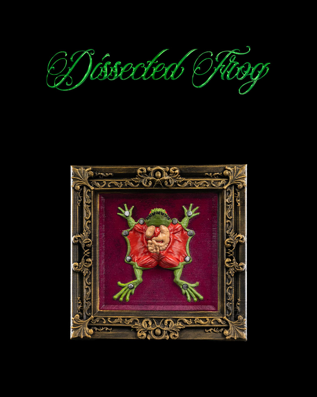 Dissected Frog