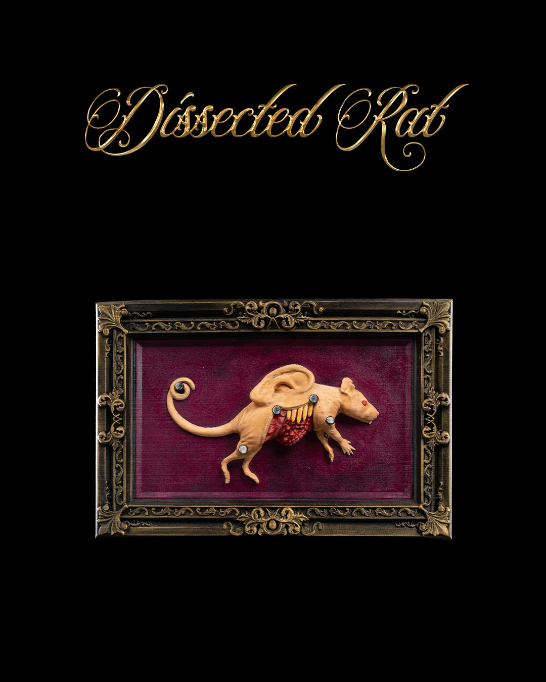Dissected Rat