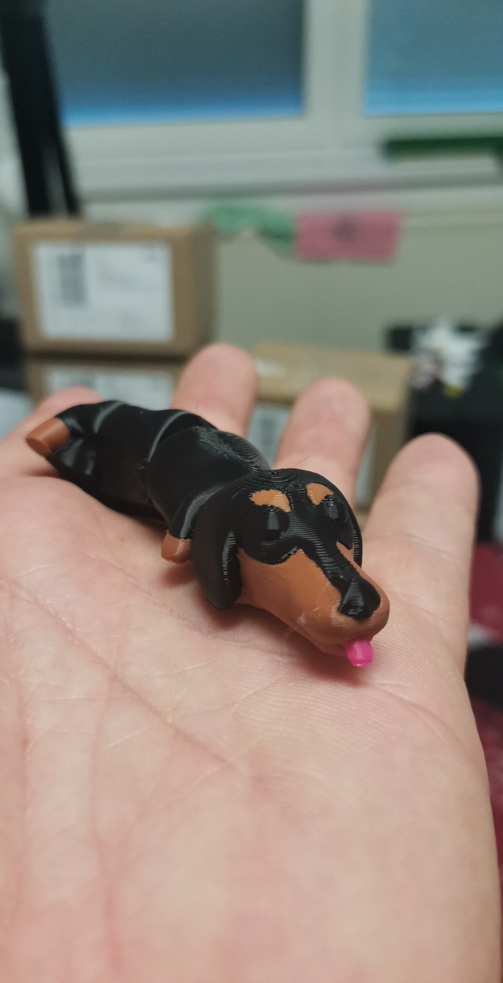 Flexi Dachshund