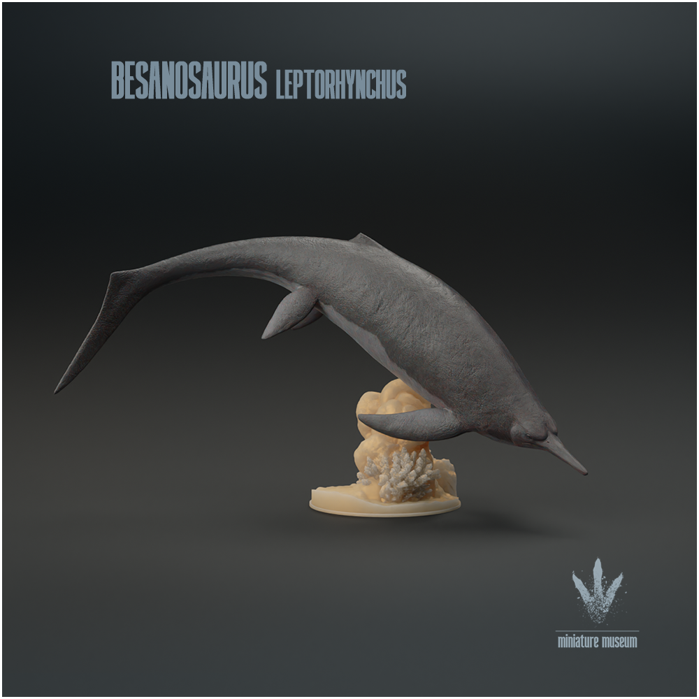 Besanosaurus leptorhynchus : The Reptile from Besano
