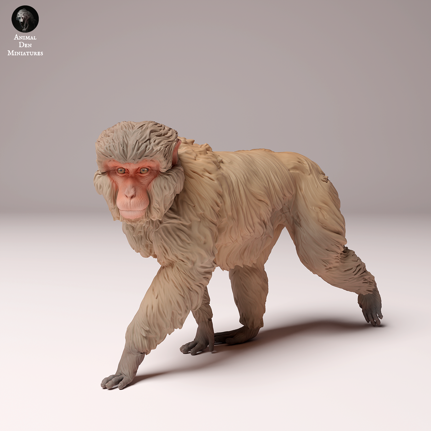 Japanese Macaque