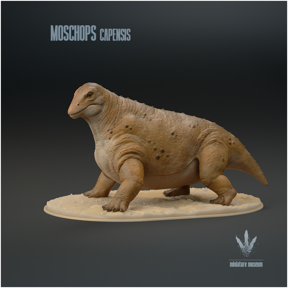 Moschops capensis : The Calf Face