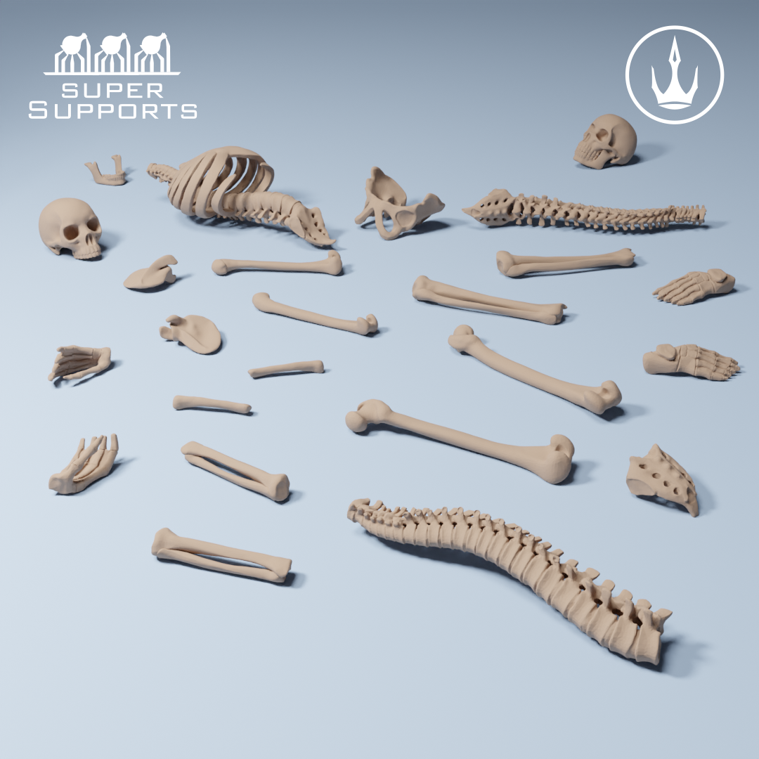 Human Skeleton