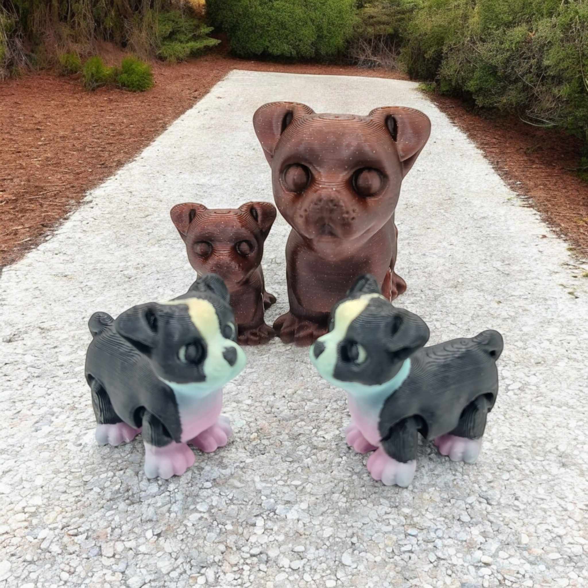 Boston Terrier Pup