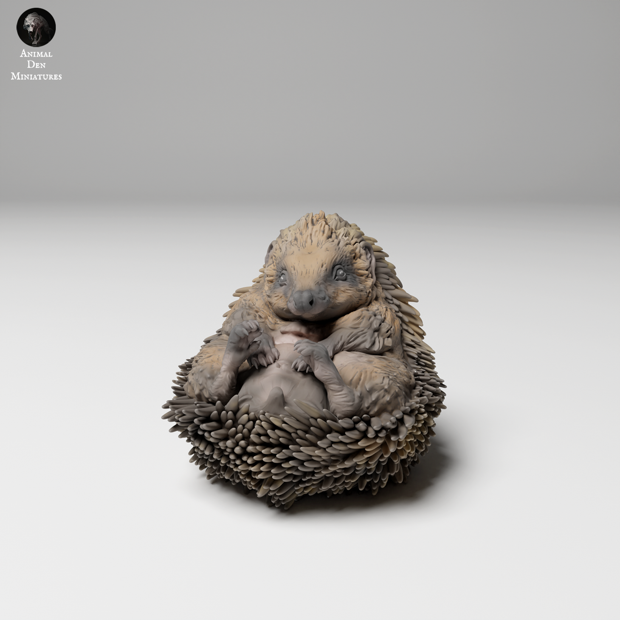 European Hedgehog Curled Up