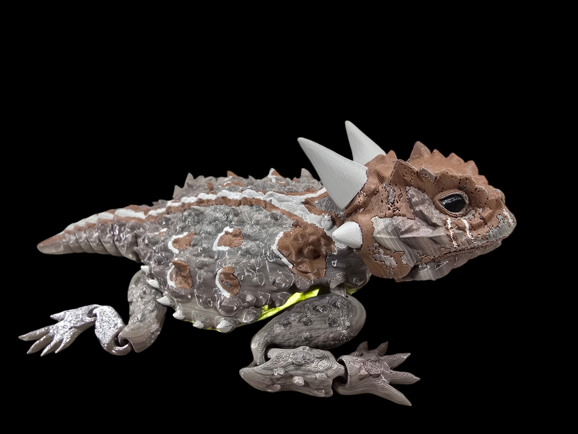Texas Horned Lizard - Horny Toad